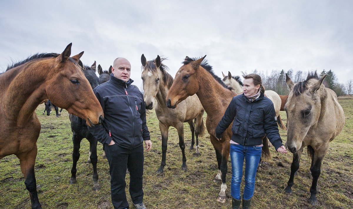 Kaido Puusepp ja Kätlin Leisson koos oma hoolealustega karjamaal, millest osa ei ole PRIA hinnangul toetuskõ  lblik.