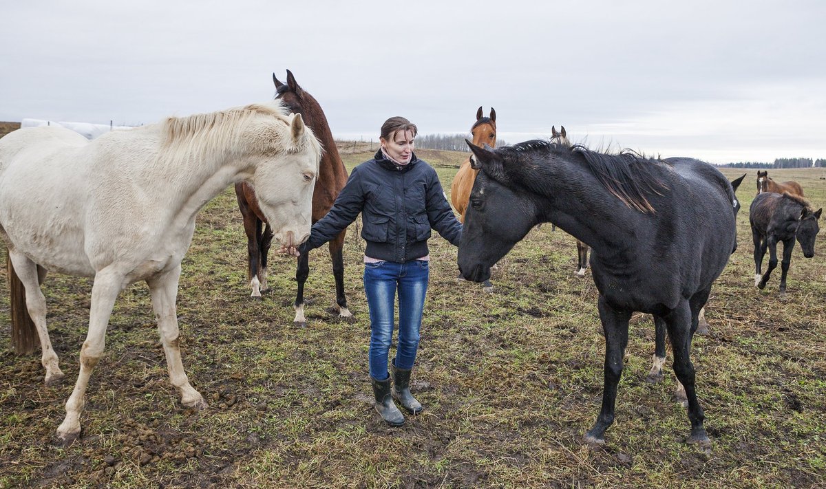 Hobusekasvatajad Kaido Puusepp ja Kätlin Leisson vaidlevad PRIA ga toetuste üle