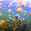 Чудеса живой природы: Озеро медуз