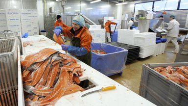 VAATA JÄRELE | Listeeriabakteriga seostatud kalatehas M.V.Wool: meie Eesti inimesi ei mürgita