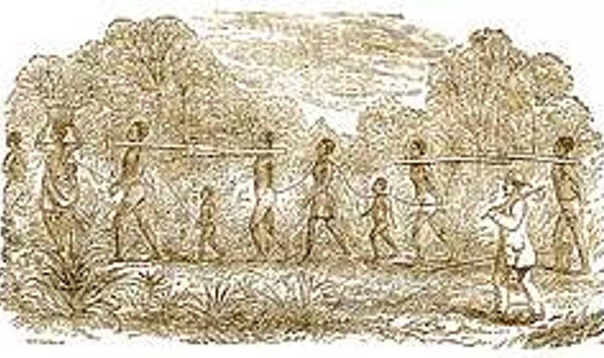 ORJARANNIK EILE: 18. sajandil orjastas valge mees Lääne-Aafrika elanikke. Sajanditevanune gravüür.