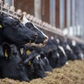 Mullu lõpetas piimalehmade pidamise 17% tootjatest