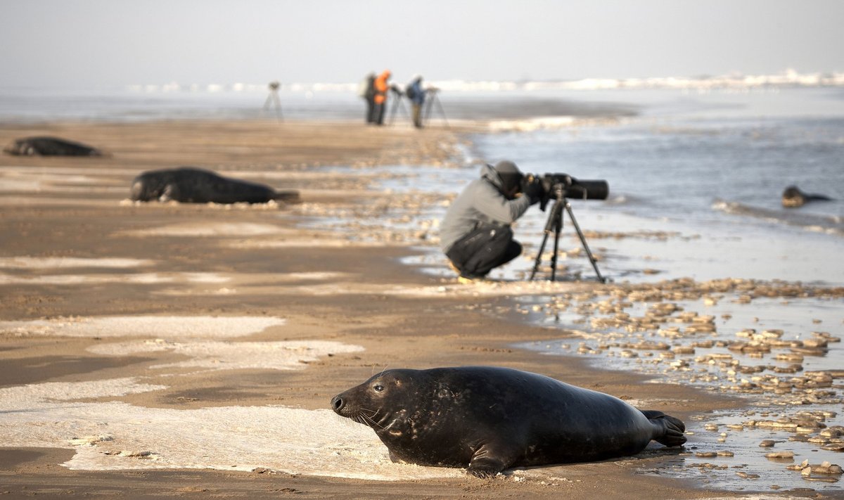 Grey seals and photographers on sandbank Donna Nook Lincolnshire