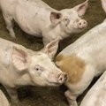 Need arukad rõngassabad: 5 põnevat fakti sigade kohta
