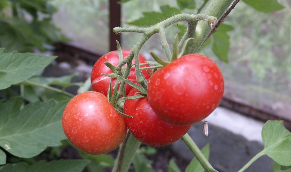 Tomat ‘Malle’ kasvatas kuuma ilma tõttu endale erakordselt tugeva koore.