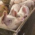 В соседних с Эстонией странах свирепствует чума свиней