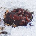 FOTO: Väga varajane seeneleid - kärsitud kogritsad