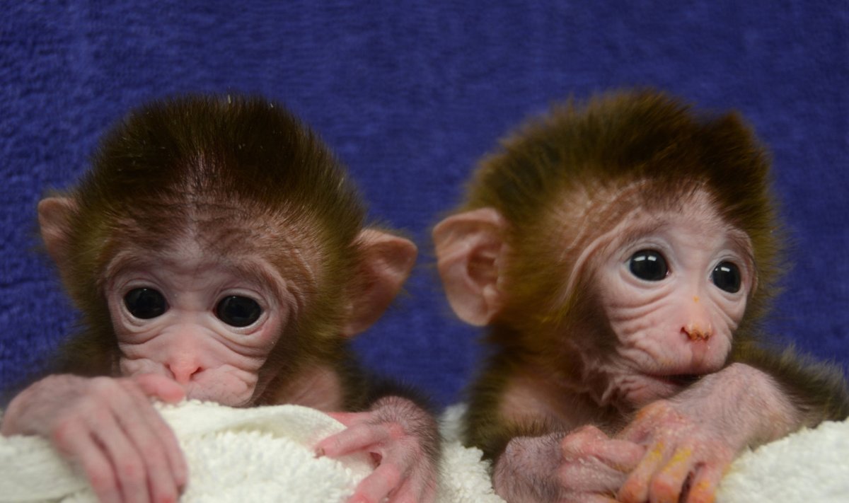 Illustratiivse tähendusega pilt ahvidest, keda teadlased uuringute läbiviimiseks kasutavad. (Foto: AFP)