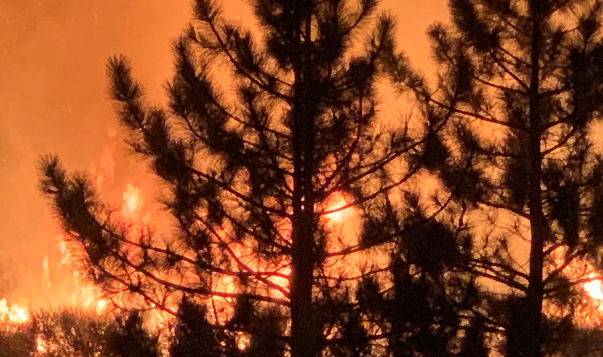 Bobcat Fire burns in Mount Wilson, California
