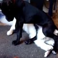 VIDEO | Loomasõbrana on need täiesti totrad koerad vaieldamatult sinu tööpäeva parim osa
