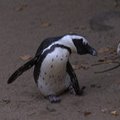 LÕBUS VIDEO | Pingviinid takistavad telesaate valmimist
