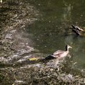 ÜLESKUTSE | Snelli tiigis ujuvad pardid prügi ja surnud liigikaaslaste vahel, anna teada teistestki räpastest kohtadest Tallinnas