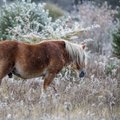 RAHVAKALENDER | Tabanipäeval austati hobuseid