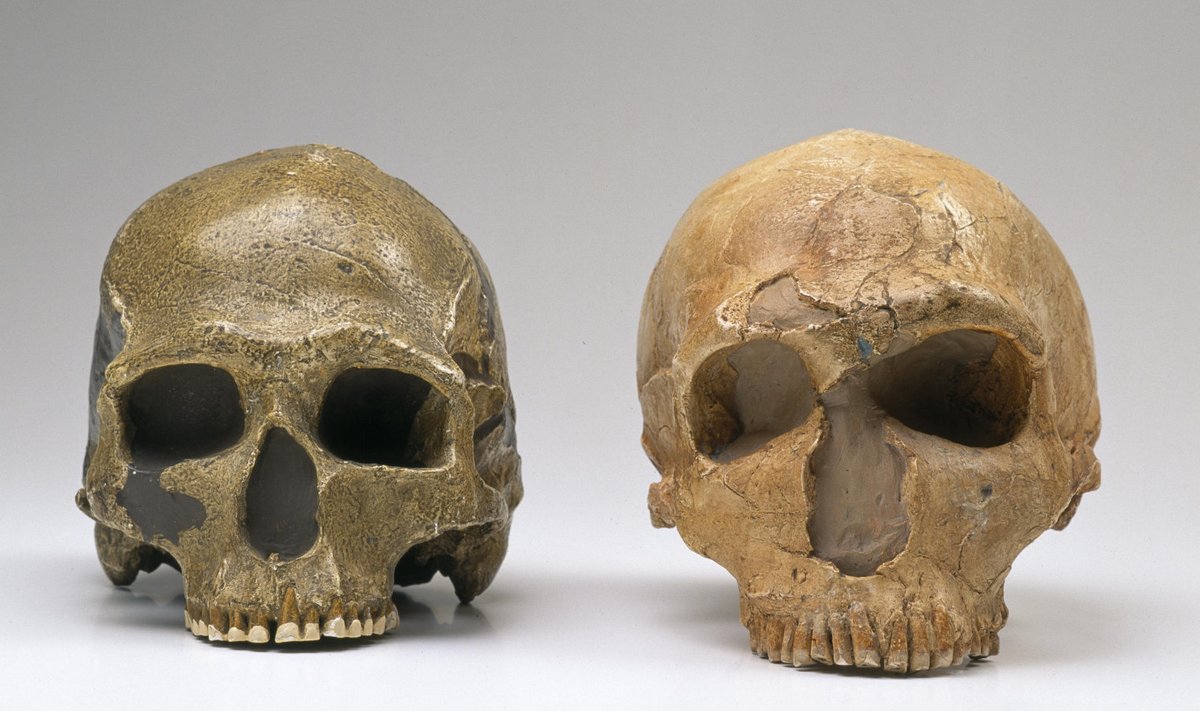 Homo sapiensi ja Homo neanderthalensise koljud