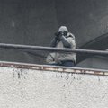 DELFI FOTOD: Snaiprid? Narva paraadi ajal jälgisid katusel rahvast binoklitest maskides mehed