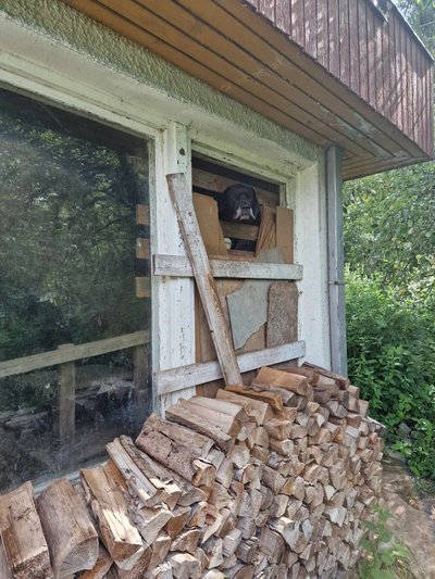 Laitse majapidamine, kus dogid kinni olid