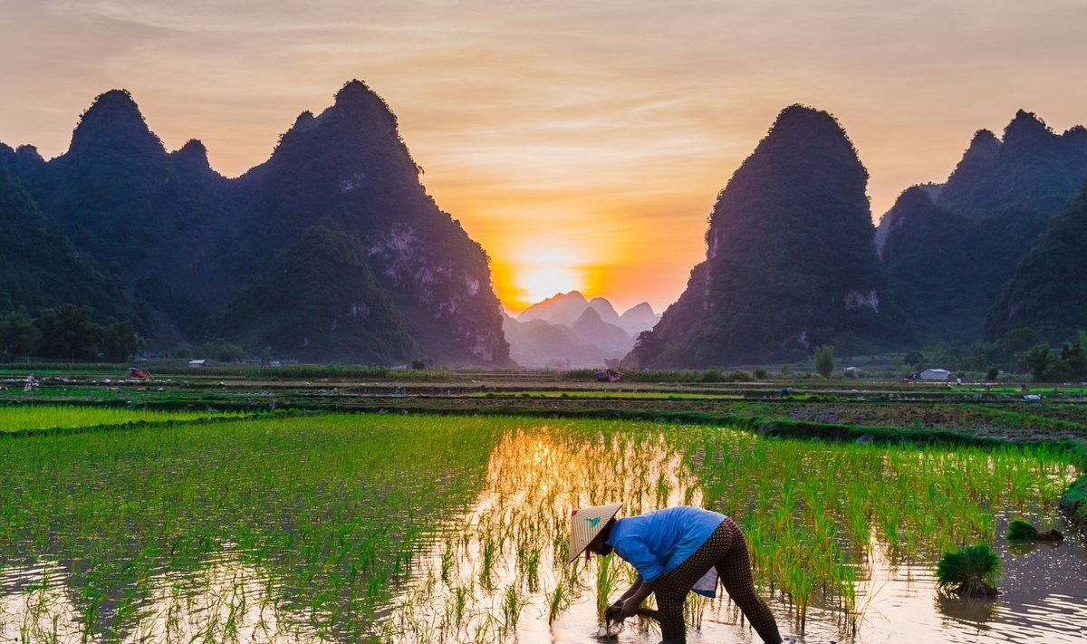 Riisikasvatus (Foto: Pixabay / Tuan Hoang)