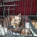 ЖУТКИЕ КАДРЫ | „Блохи прыгали по всей клинике, животные испражнялись глистами“: столичный ветеринар в шоке от состояния кошек, поступивших из Narva Kassituba
