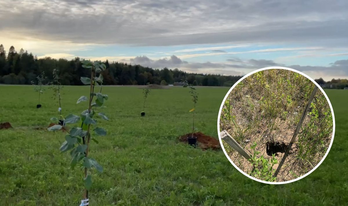 Enne ja pärast: abielupaari õunapuud on välja kaevatud kogu täiega, järel on vaid augud.