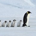 ВИДЕО | Душераздирающие кадры: первый прыжок колонии пингвинов с 20-метровой высоты попал в объектив National Geographic
