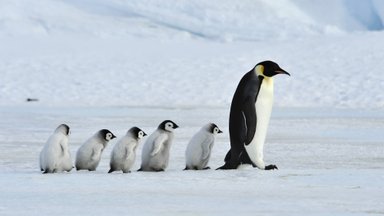 ВИДЕО | Душераздирающие кадры: первый прыжок колонии пингвинов с 20-метровой высоты попал в объектив National Geographic