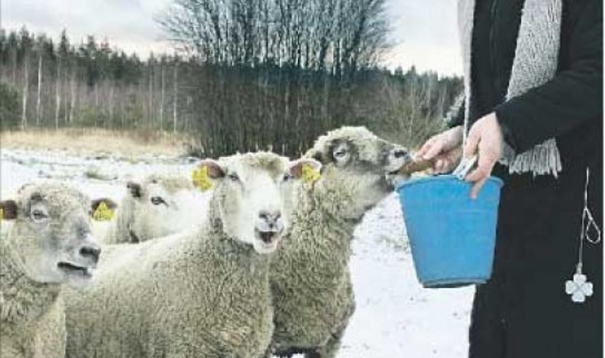 “Me kasvataks lambaid poole rohkemgi, kui neid ainult kusagil müüa oleks,” õhkab Silja Kuusik unistavalt.