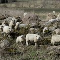 Öörikul kaotas elu seitse lammast