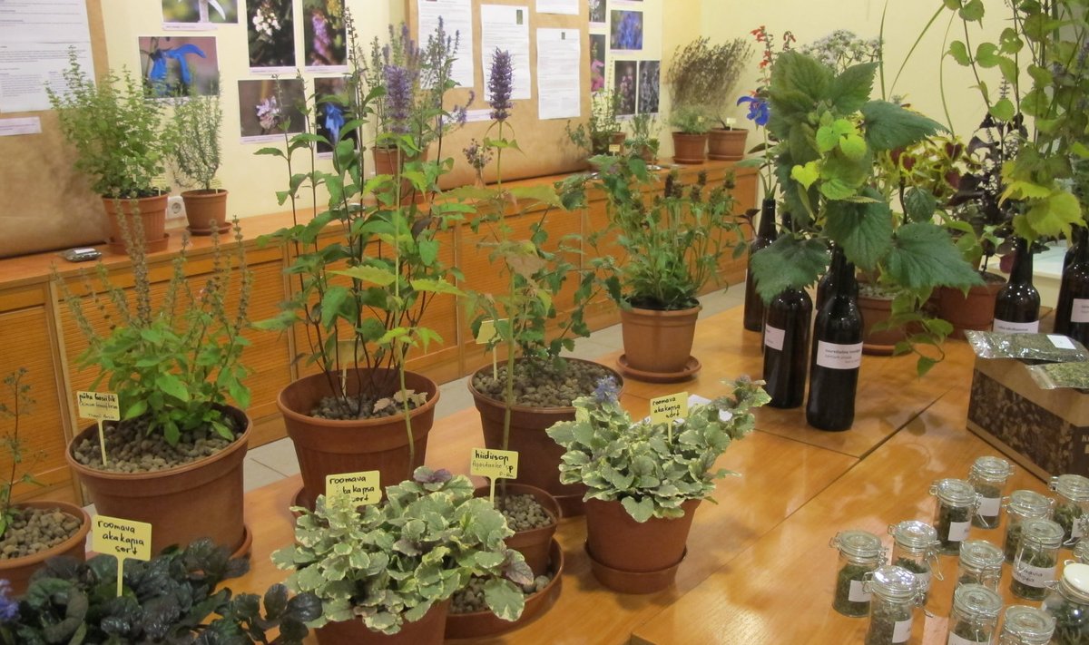 Huulõieliste taimede näitus