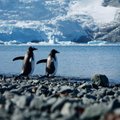 Tuhanded pingviinid surid merejää sulamise tõttu. Süüdi on kliima soojenemine