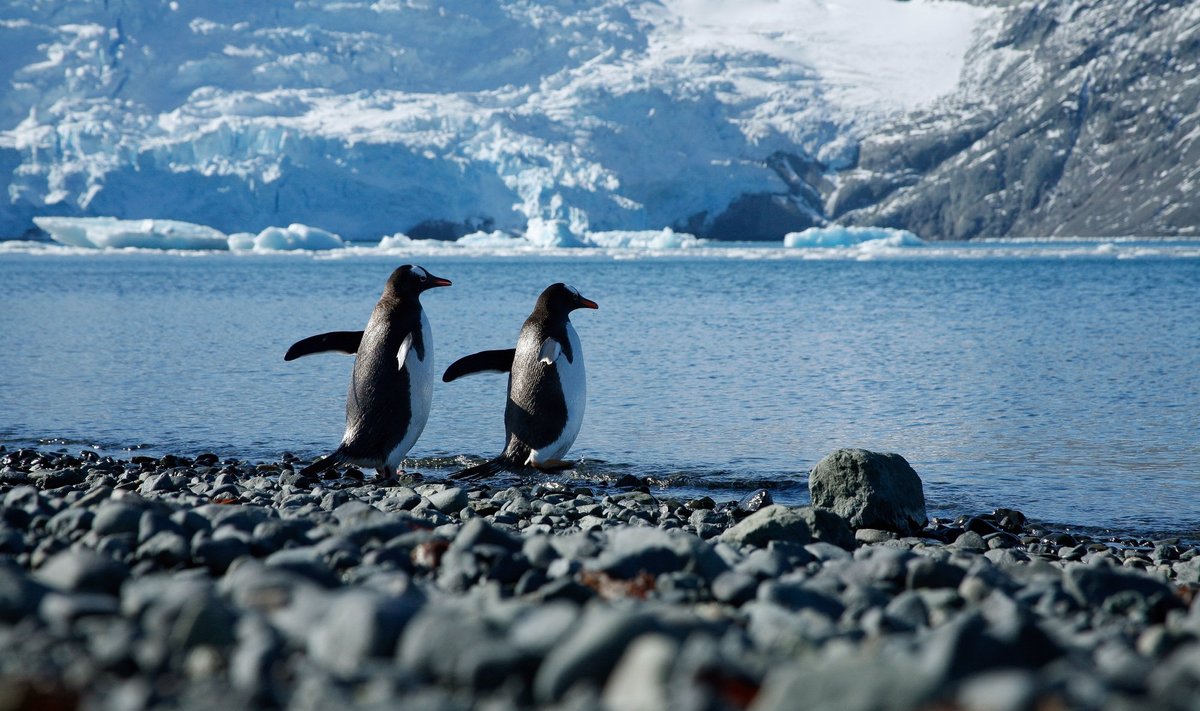 Pingviinid Antarktikas. Pilt on illustratiivne.