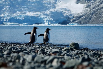 Pingviinid Antarktikas