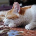 Kuidas lugeda kassi tujusid silmist ja kehakeelest?