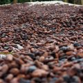 Kakao hind pani Aafrika riigi eelarvet üle vaatama