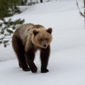 Ratta seljas karu eest putku: aasta loom külvab Alutagusel hirmu ja rõõmu