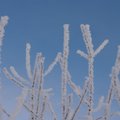 FOTOD: Külmapealinn sätendab imelises talverüüs