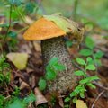 Миколог: в этом году погода не способствует богатому урожаю грибов