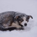 TABEL | Krõbe külm – millal tuleb koer riidesse panna või tuppa lasta?