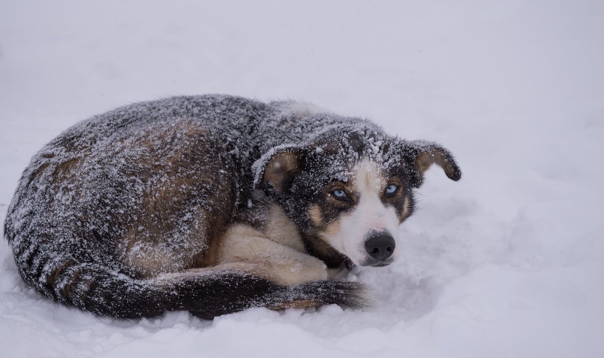Erilist tähelepanu tuleb talvel pöörata õues elavatele koertele.