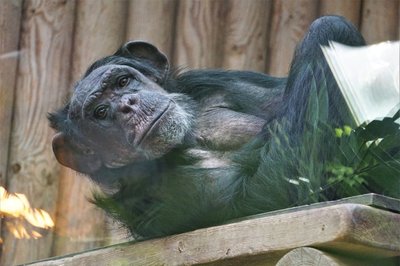 Šimpansitele meeldisid eriti telefonihelinad