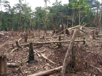 Amazonase kahanevad vihmametsad.