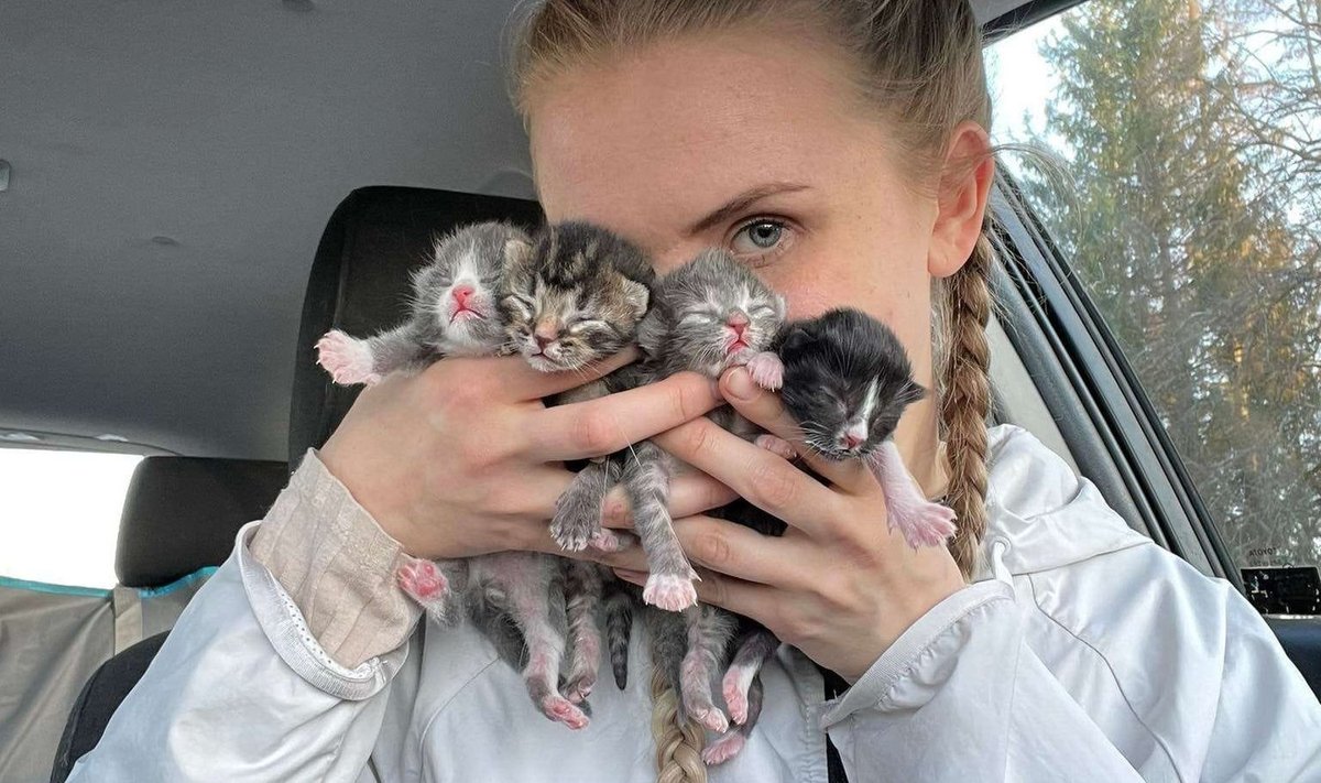 Need vastsündinud kassipojad pääsesid napilt uputamisest