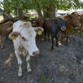 Antibiootikumide väärkasutus ohustab loomade tervist