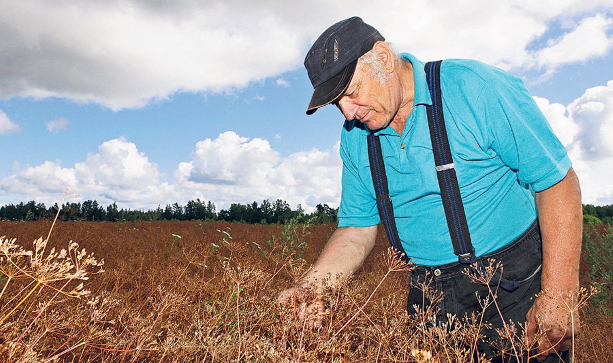 Karl Magnusson on kasvatanud köömneid alates 1964. aastast, kui Alatskivil oli veel aiandussovhoos.