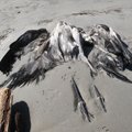 FOTOD: Pärnumaal leiti parv hukkunud sookurgi