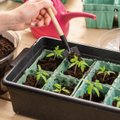 Tomatitaimede seemnest kasvatamine on lihtne ja säästab ka kõvasti raha