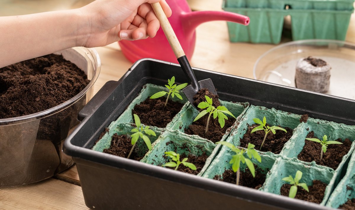 Tomatitaimedele meeldib ümberistutamine, nii et algul võiks seemned ühte karpi külvata ja pärast taimed eraldi istutada ehk pikeerida.