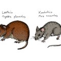 Õpi tundma! Eesti levinuimad hiired - koduhiir ja leethiir