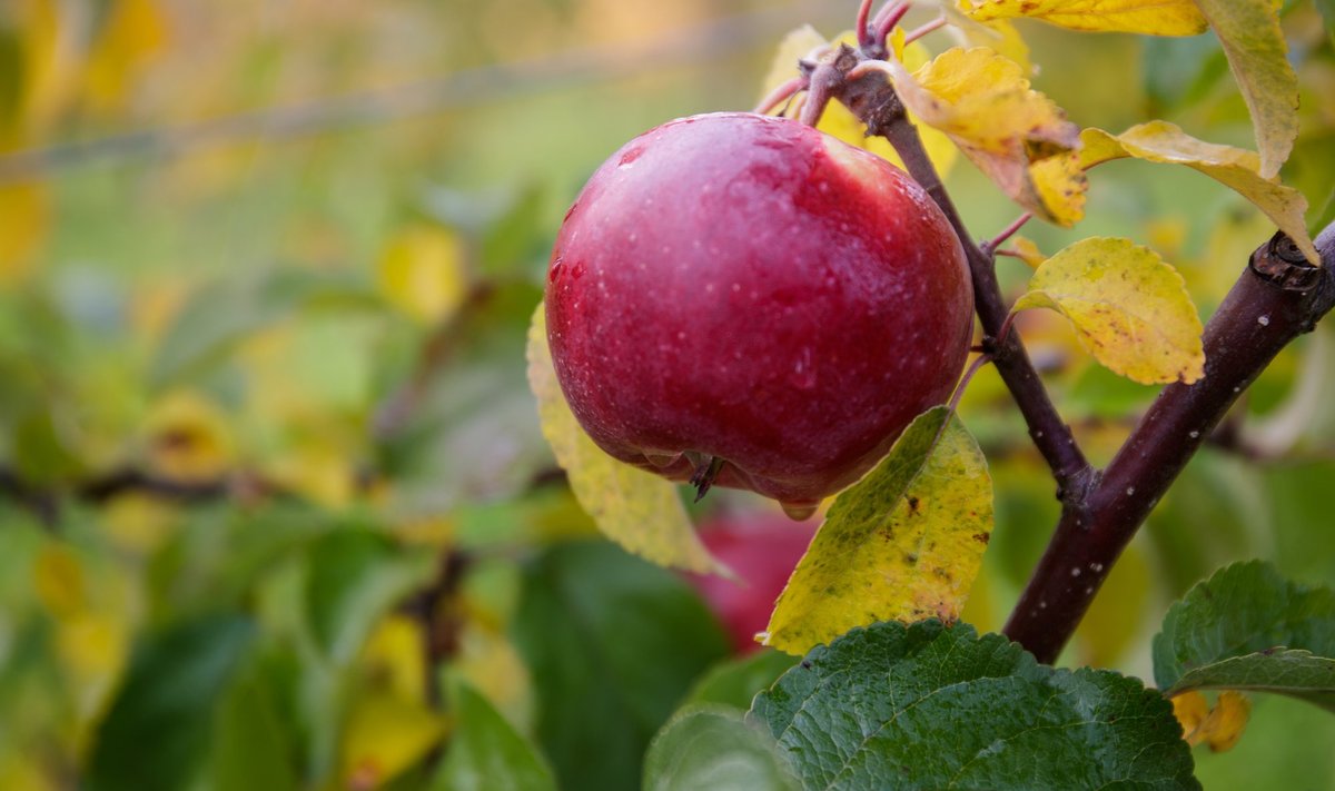 Selleks, et õunapuu maitsvaid õunu annaks, tuleb luua talle soodsad tingimused.