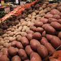Kartulikasvatajad võiks eelistada kodumaiseid kartulisorte