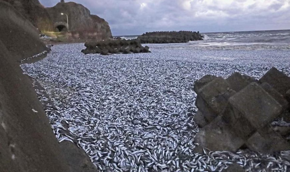 Neljapäev, 7. detsember 2023. Põhja-Jaapani randa on teadmata põhjustel uhutud tuhandeid tonne surnud sardiine.